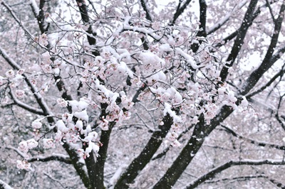 雪と桜