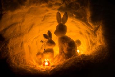雪洞のうさぎ